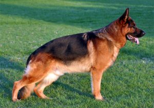 Lista de caida de pelo en perros pastor aleman para comprar Online