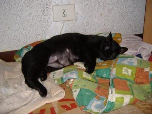Listado de gato caida de pelo para comprar por Internet – Los 30 más solicitado